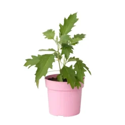 Plant in a Box Hortensia - Hydrangea quercifolia 'Ice Crystal' - Hoogte 25-40cm - ⌀19cm New