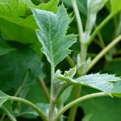 Plant in a Box Hortensia - Hydrangea quercifolia 'Ice Crystal' - Hoogte 25-40cm - ⌀19cm New