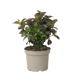 Plant in a Box Hortensia - Hydrangea serrata 'Dare Devil' - Hoogte 25-40cm - ⌀19cm New