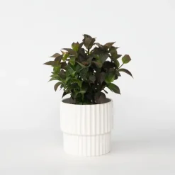 Plant in a Box Hortensia - Hydrangea serrata 'Dare Devil' - Hoogte 25-40cm - ⌀19cm New