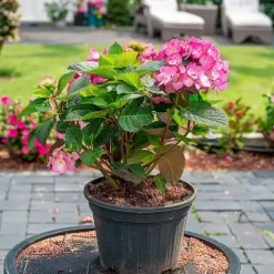 Plant in a Box Hortensia - Hydrangea serrata 'Dare Devil' - Hoogte 25-40cm - ⌀19cm New