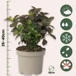 Plant in a Box Hortensia - Hydrangea serrata 'Dare Devil' - Hoogte 25-40cm - ⌀19cm New