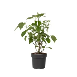 Plant in a Box Hortensia - Hydrangea 'Strong Annabelle' - Hoogte 30-40cm - ⌀19cm Clearance