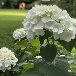 Plant in a Box Hortensia - Hydrangea 'Strong Annabelle' - Hoogte 30-40cm - ⌀19cm Clearance
