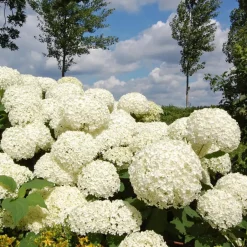 Plant in a Box Hortensia - Hydrangea 'Strong Annabelle' - Hoogte 30-40cm - ⌀19cm Clearance