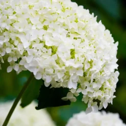Plant in a Box Hortensia - Hydrangea 'Strong Annabelle' - Hoogte 30-40cm - ⌀19cm Clearance