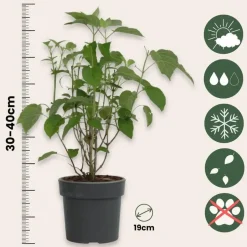 Plant in a Box Hortensia - Hydrangea 'Strong Annabelle' - Hoogte 30-40cm - ⌀19cm Clearance