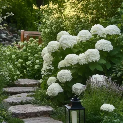Plant in a Box Hortensia - Hydrangea 'Strong Annabelle' - Hoogte 30-40cm - ⌀19cm Clearance