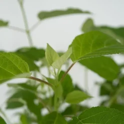 Plant in a Box Hortensia - Hydrangea 'Strong Annabelle' - Hoogte 30-40cm - ⌀19cm Clearance