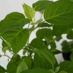 Plant in a Box Hortensia - Hydrangea 'Strong Annabelle' - Hoogte 30-40cm - ⌀19cm Clearance