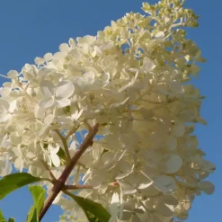 Plant in a Box Hortensia - Set van 3 - Hortensia paniculata - Hoogte 25-35cm - ⌀9cm Online