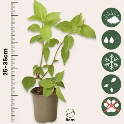 Plant in a Box Hortensia - Set van 3 - Hortensia paniculata - Hoogte 25-35cm - ⌀9cm Online