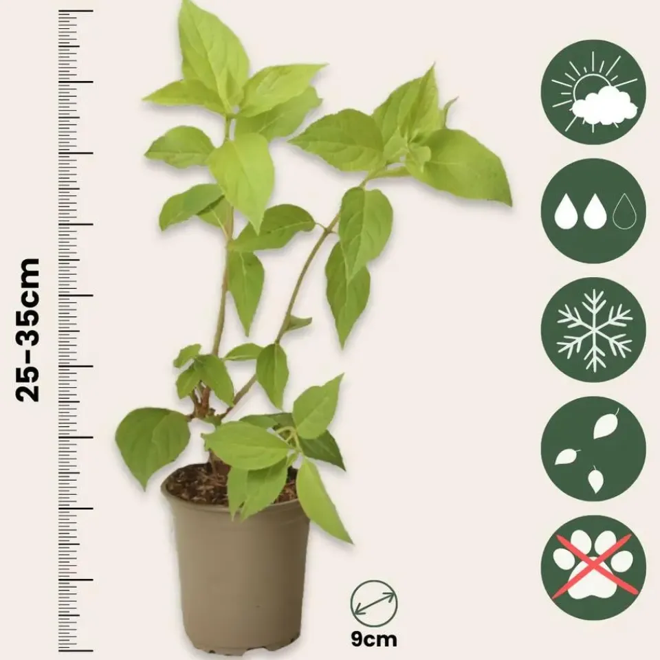 Plant in a Box Hortensia - Set van 3 - Hortensia paniculata - Hoogte 25-35cm - ⌀9cm Online