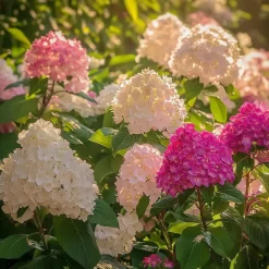 Plant in a Box Hortensia - Set van 3 - Hortensia paniculata - Hoogte 25-35cm - ⌀9cm Online