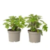 Plant in a Box Hortensia - Set van 2 - Hydrangea 'Toy Soldier' - Hoogte 25-40cm - ⌀19cm Discount