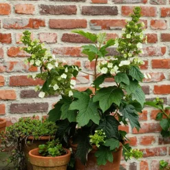 Plant in a Box Hortensia - Set van 2 - Hydrangea 'Toy Soldier' - Hoogte 25-40cm - ⌀19cm Discount