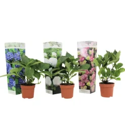 Plant in a Box Hortensia - Set van 3 - Hydrangea macrophylla - Hoogte 25-40cm - ⌀9cm Clearance