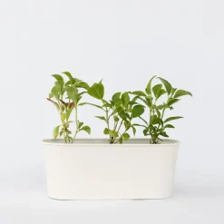 Plant in a Box Hortensia - Set van 3 - Hydrangea macrophylla - Hoogte 25-40cm - ⌀9cm Clearance