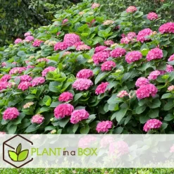 Plant in a Box Hortensia - Set van 3 - Hydrangea macrophylla - Hoogte 25-40cm - ⌀9cm Clearance