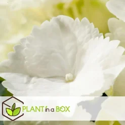 Plant in a Box Hortensia - Set van 3 - Hydrangea macrophylla - Hoogte 25-40cm - ⌀9cm Clearance