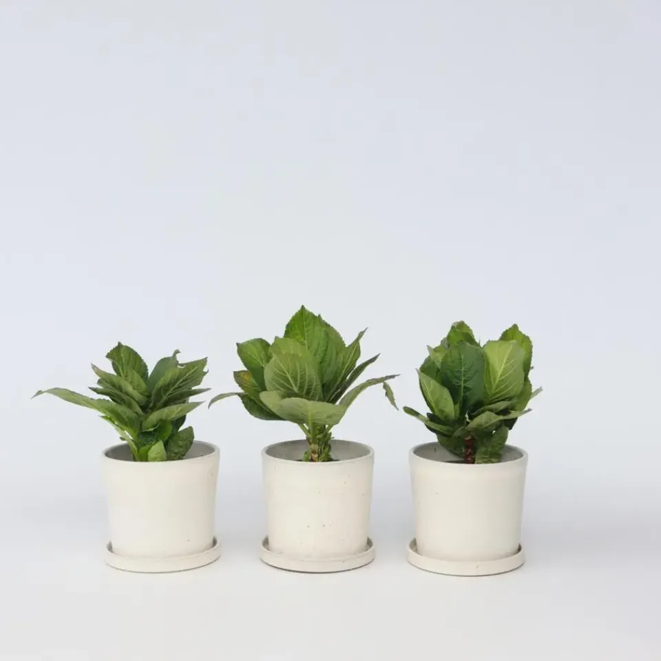 Plant in a Box Hortensia - Set van 3 - Hydrangea macrophylla 'Bavaria' - Hoogte 25-40cm - ⌀9cm Sale