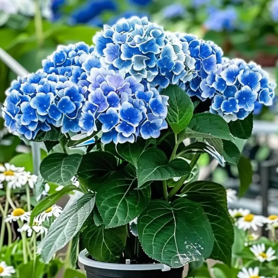Plant in a Box Hortensia - Set van 3 - Hydrangea macrophylla 'Bavaria' - Hoogte 25-40cm - ⌀9cm Sale