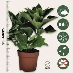 Plant in a Box Hortensia - Set van 3 - Hydrangea macrophylla 'Bavaria' - Hoogte 25-40cm - ⌀9cm Sale