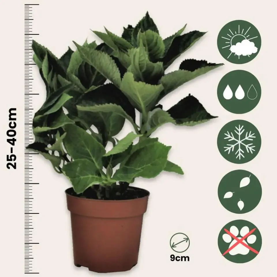 Plant in a Box Hortensia - Set van 3 - Hydrangea macrophylla 'Bavaria' - Hoogte 25-40cm - ⌀9cm Sale