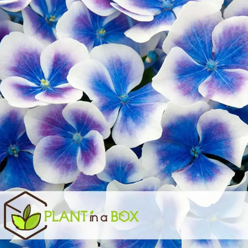 Plant in a Box Hortensia - Set van 3 - Hydrangea macrophylla 'Bavaria' - Hoogte 25-40cm - ⌀9cm Sale