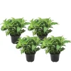 Plant in a Box Hortensia - Set van 4 - Hydrangea serrata 'Summerglow' - Hoogte 25-40cm - ⌀19cm Best