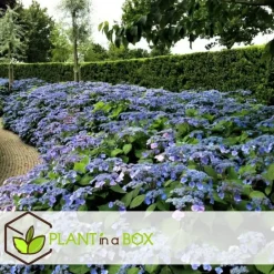 Plant in a Box Hortensia - Set van 4 - Hydrangea serrata 'Summerglow' - Hoogte 25-40cm - ⌀19cm Best