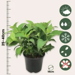 Plant in a Box Hortensia - Set van 4 - Hydrangea serrata 'Summerglow' - Hoogte 25-40cm - ⌀19cm Best