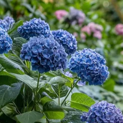 Plant in a Box Hortensia - Set van 4 - Hydrangea serrata 'Summerglow' - Hoogte 25-40cm - ⌀19cm Best