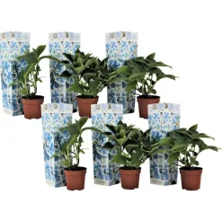 Plant in a Box Hortensia - Set van 6 - Hydrangea macrophylla 'Bavaria' - Hoogte 25-40cm - ⌀9cm