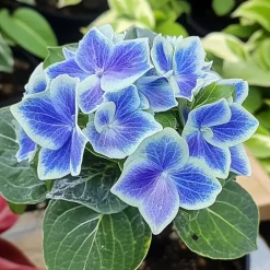 Plant in a Box Hortensia - Set van 6 - Hydrangea macrophylla 'Bavaria' - Hoogte 25-40cm - ⌀9cm