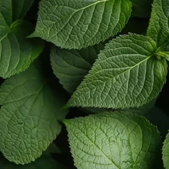 Plant in a Box Hortensia - Set van 6 - Hydrangea macrophylla 'Bavaria' - Hoogte 25-40cm - ⌀9cm