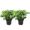 Plant in a Box Hortensia - Set van 2 - Hydrangea serrata 'Summerglow' - Hoogte 25-40cm - ⌀19cm Hot