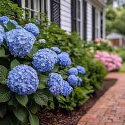 Plant in a Box Hortensia - Set van 2 - Hydrangea serrata 'Summerglow' - Hoogte 25-40cm - ⌀19cm Hot