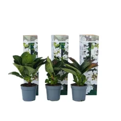 Plant in a Box Hortensia - Set van 6 - Hydrangea 'Benxi' - Hoogte 25-40cm - ⌀9cm Hot