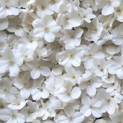 Plant in a Box Hortensia - Set van 3 - Hydrangea 'Benxi' - Hoogte 25-40cm - ⌀9cm Online