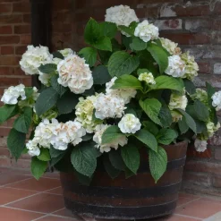 Plant in a Box Hortensia - Set van 3 - Hydrangea 'Benxi' - Hoogte 25-40cm - ⌀9cm Online