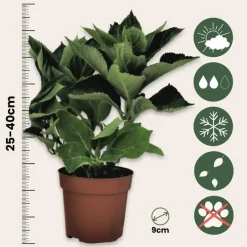 Plant in a Box Hortensia - Set van 3 - Hydrangea 'Benxi' - Hoogte 25-40cm - ⌀9cm Online