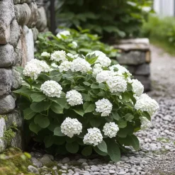 Plant in a Box Hortensia - Set van 3 - Hydrangea 'Benxi' - Hoogte 25-40cm - ⌀9cm Online