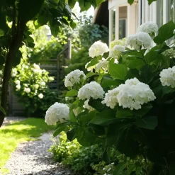 Plant in a Box Hortensia - Set van 3 - Hydrangea 'Benxi' - Hoogte 25-40cm - ⌀9cm Online