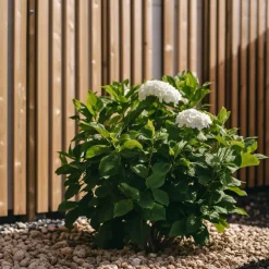 Plant in a Box Hortensia - Set van 3 - Hydrangea 'Benxi' - Hoogte 25-40cm - ⌀9cm Online