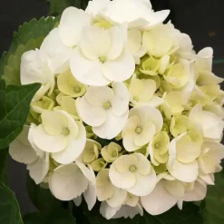 Plant in a Box Hortensia - Set van 3 - Hydrangea 'Benxi' - Hoogte 25-40cm - ⌀9cm Online