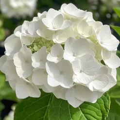 Plant in a Box Hortensia - Set van 3 - Hydrangea 'Benxi' - Hoogte 25-40cm - ⌀9cm Online