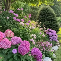 Plant in a Box Hortensia - Set van 6 - Hydrangea 'Red Bull' - Hoogte 25-40cm - ⌀9cm New