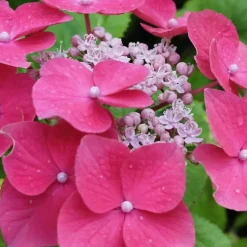 Plant in a Box Hortensia - Set van 6 - Hydrangea 'Red Bull' - Hoogte 25-40cm - ⌀9cm New