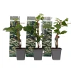 Plant in a Box Hortensia - Set van 3 - Hydrangea anomale petiolaris - Hoogte 25-40cm - ⌀9cm New